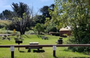 Image of picnic area and grassy park at Olema Campground day use area