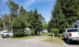 Image of RV campsites at Olema Campground near Point Reyes National Seashore